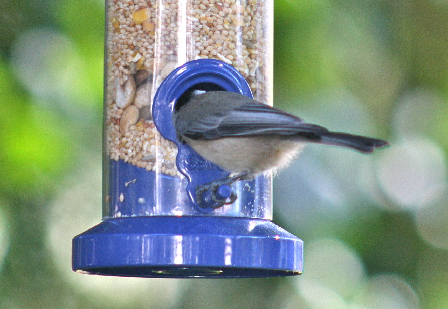 A tufted titmouse with head in feeder.